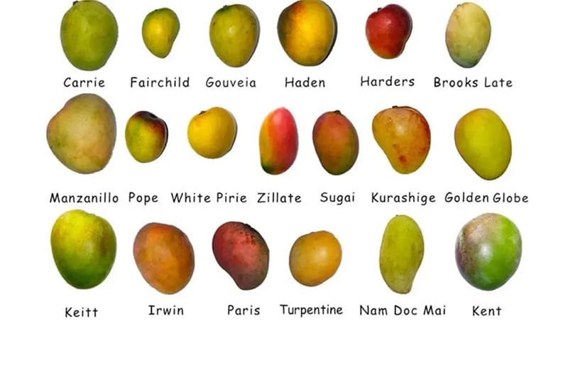 images/1751359061056mango sorting machine.jpg